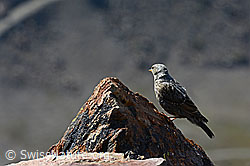 C152790: Alpenbraunelle (Prunella collaris)