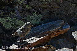 C152828: Alpenbraunelle (Prunella collaris)