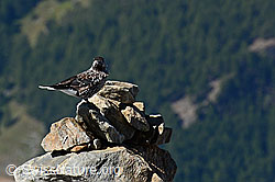 C152955: Tannenhäher (Nucifraga caryocatactes)