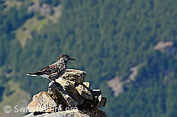 C152956: Tannenhäher (Nucifraga caryocatactes)