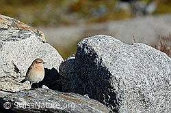 C153066: Steinschmätzer (Oenanthe oenanthe)