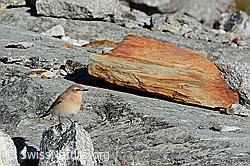 C153073: Steinschmätzer (Oenanthe oenanthe)