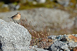 C153077: Steinschmätzer (Oenanthe oenanthe)
