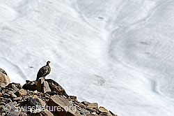C153836: Alpenschneehuhn am Gletscherrand