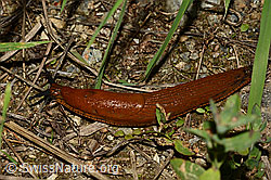 C154007: Spanische Wegschnecke (Arion vulgaris)