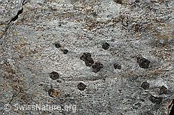 C154277: Sericitschiefer mit Kristalloblasten aus Granat und Hornblende auf der Schieferungsfläche