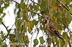 C155359: Distelfink (Carduelis carduelis)