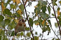 C155363: Distelfink (Carduelis carduelis)