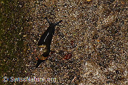 C156153: Kurze Glasschnecke (Vitrinobrachium breve)
