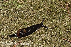 C156188: Kurze Glasschnecke (Vitrinobrachium breve)
