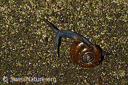 C156306: Grosse Glanzschnecke (Oxychilus draparnaudi)