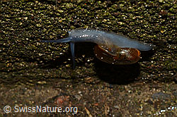 C156307: Grosse Glanzschnecke (Oxychilus draparnaudi)