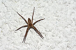 Listspinne (Pisaura mirabilis) von oben (C156834)