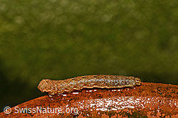 Photo: Agrotis segetum