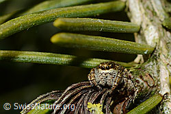 Dendryphantes rudis (Springspinne) (C158267)