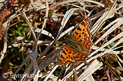 C-Falter (Polygonia c-album) (C158409)