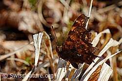C-Falter (Polygonia c-album) (C158411)
