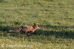 C158647: Rotfuchs (Vulpes vulpes)