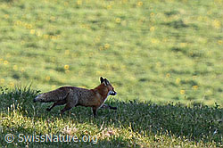 C158648: Rotfuchs (Vulpes vulpes)
