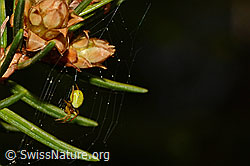 C158841: Kürbisspinne (Araniella cucurbitina) im Netz