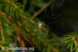 Gartenkreuzspinne (Araneus diadematus) (C158874)