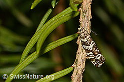C159425: Fichtenwickler (Epinotia tedella)