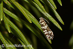 C159430: Fichtenwickler (Epinotia tedella)