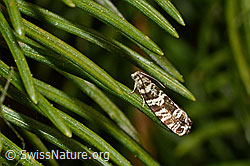 C159435: Fichtenwickler (Epinotia tedella)