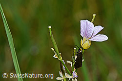 C159645: Grüner Langfühler (Adela reaumurella) an Wiesen-Schaumkraut (Cardamine pratensis)