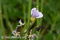 C159648: Grüner Langfühler (Adela reaumurella) an Wiesen-Schaumkraut (Cardamine pratensis)