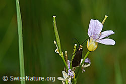 C159649: Grüner Langfühler (Adela reaumurella) an Wiesen-Schaumkraut (Cardamine pratensis)