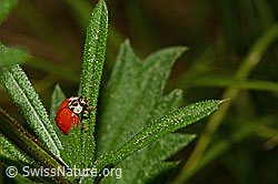 Asiatischer Marienkäfer (Harmonia axyridis) (C159753)