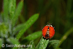Asiatischer Marienkäfer (Harmonia axyridis) (C159758)