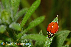 Asiatischer Marienkäfer (Harmonia axyridis) (C159762)