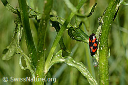 Gemeine Blutzikade (Cercopis vulnerata) (C160096)