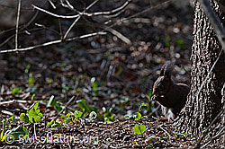 C160262: Eichhörnchen (Sciurus vulgaris)