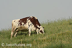 Foto: Hausrind (Bos taurus)