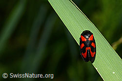 Gemeine Blutzikade (Cercopis vulnerata) (C160449)