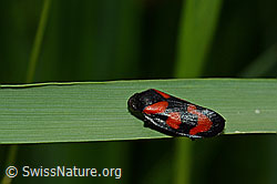 Gemeine Blutzikade (Cercopis vulnerata) (C160452)
