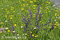 C160605: Wiesensalbei (Salvia pratensis)