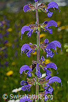 C160613: Wiesensalbei (Salvia pratensis), Blüten.