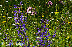 C160618: Wiesensalbei (Salvia pratensis), Blütenstände