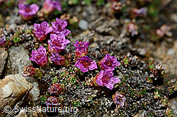 Gegenblättriger Steinbrech (Saxifraga oppositifolia) (21.05.2020, C161298)