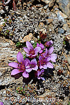 C161304: Gegenblättriger Steinbrech (Saxifraga oppositifolia)