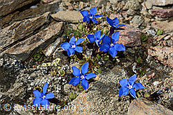 Schleichers Enzian (Gentiana schleicheri) (21.05.2020, C161307)