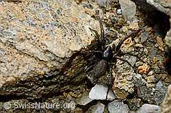Gnaphosa lucifuga (Plattbauchspinne) (C161309)