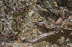 Foto: Silberwurz (Dryas octopetala)