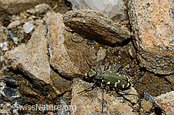 C161335: Gallischer Sandlaufkäfer (Cicindela gallica)