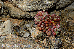 Dunkler Mauerpfeffer (Sedum atratum) (21.05.2020, C161342)