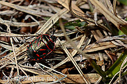 C161358: Eurydema rotundicollis (Wanze)
